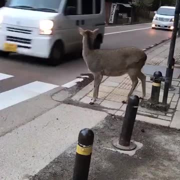 Adorable deer waiting for traffic