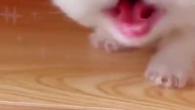 Does anyone like cats