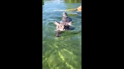 Fisher the Main Coon goes swimming