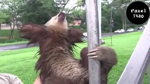 Finny animal video 2024