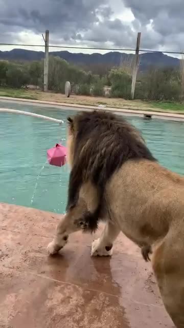 Swimming time with this lion