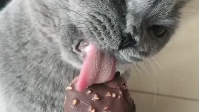 Cat Like Ice CREAM