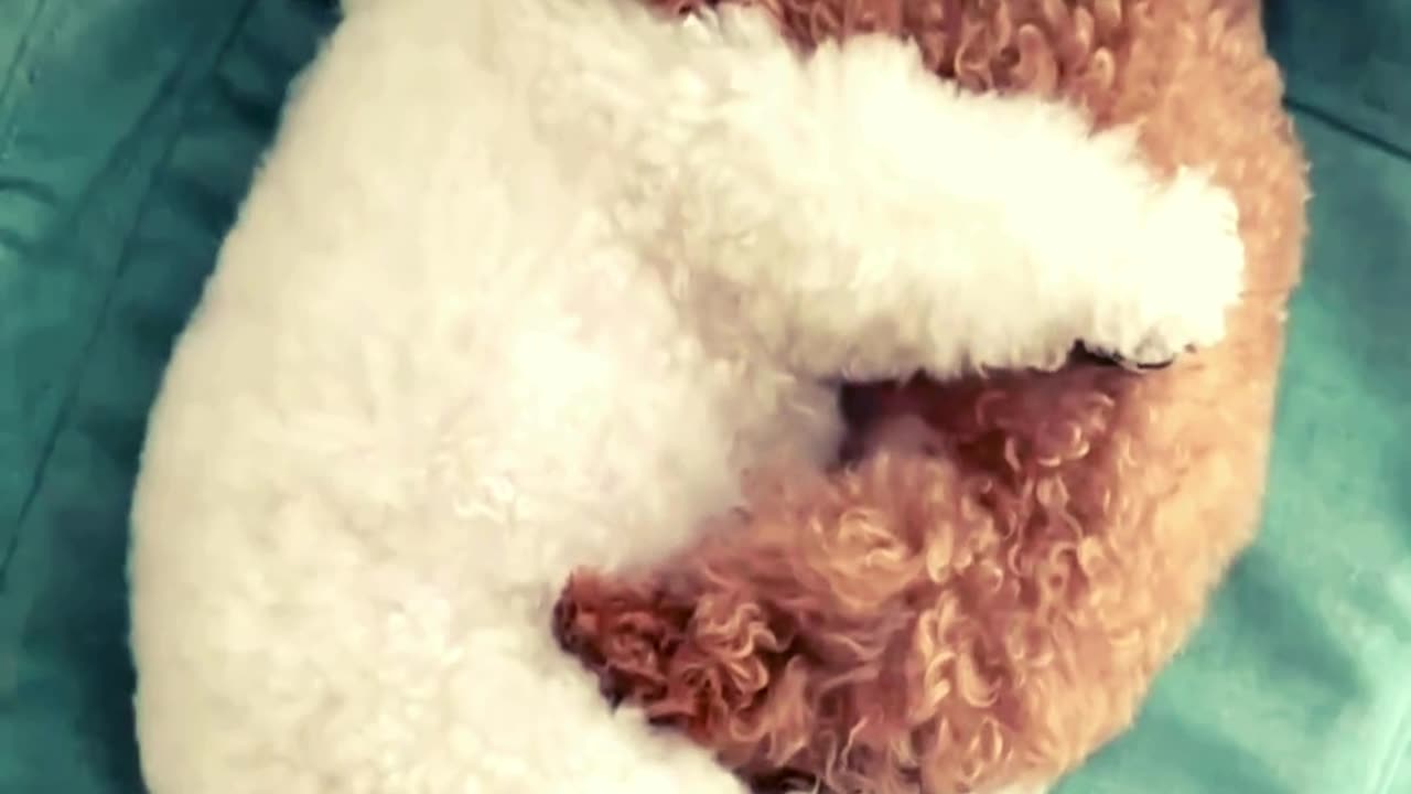 Unbelievably Cute: These Two Dogs Sleeping Will Steal Your Heart