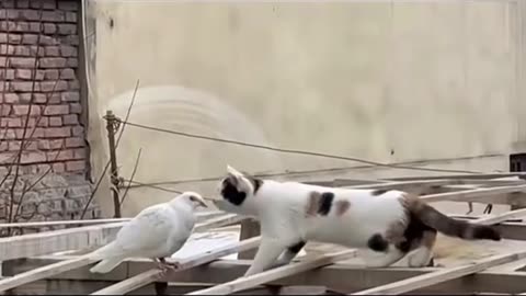 Cat vs Dove