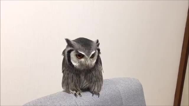 Dancing Owl with a music