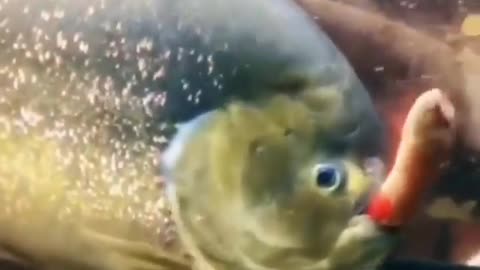 This is a beautiful and charming water-dwelling species