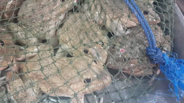 Frogs for sale