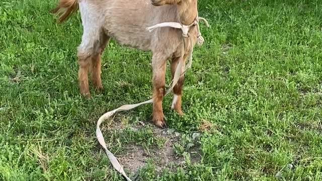 goat-on-leash-by-building