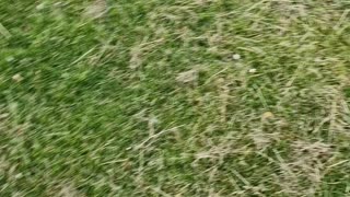 Dogs playing on a the field on a windy day