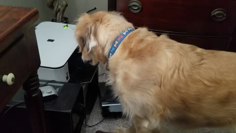 Dog loves printers!