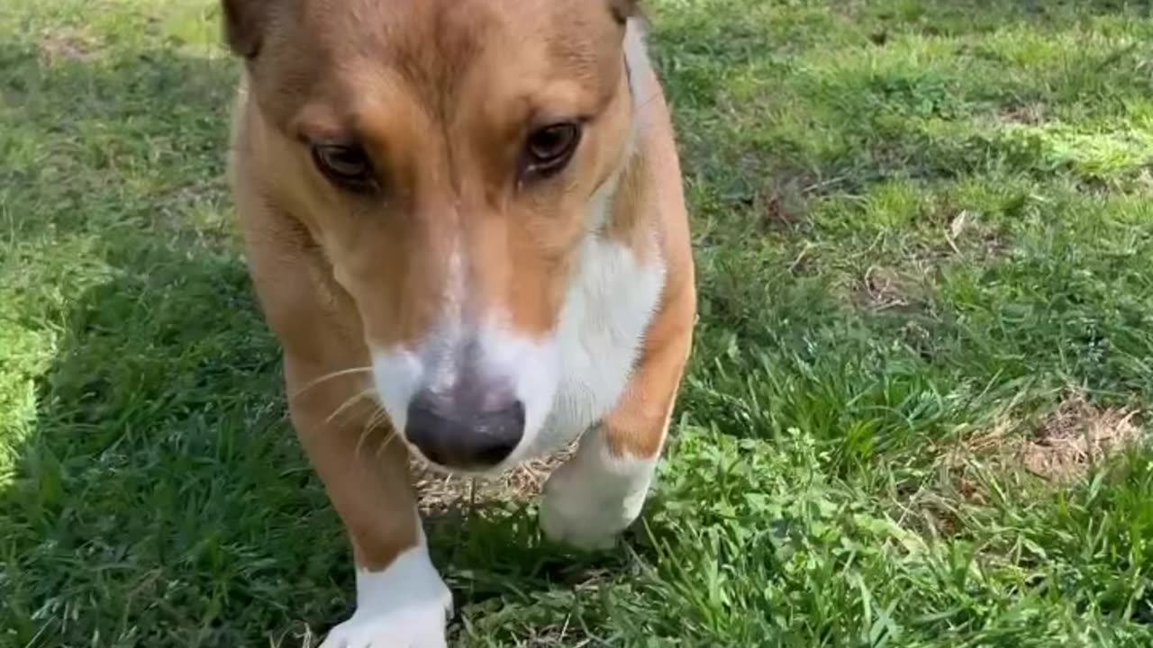 Corky the Corgi LOVES his ball!!