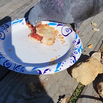 Flock it Farm: pigeon eating pizza