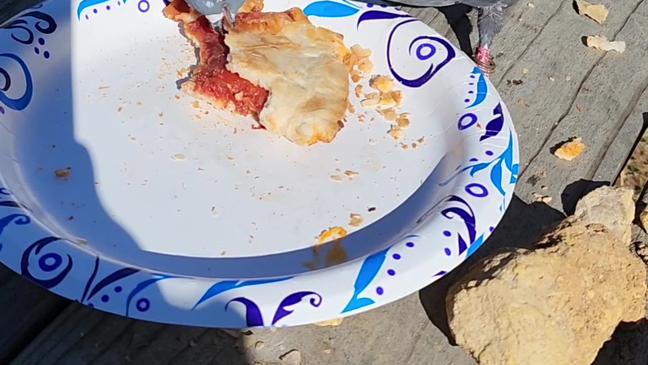 Flock it Farm: pigeon eating pizza