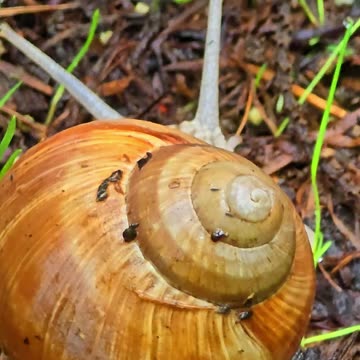 Beautiful snail with house crawls.