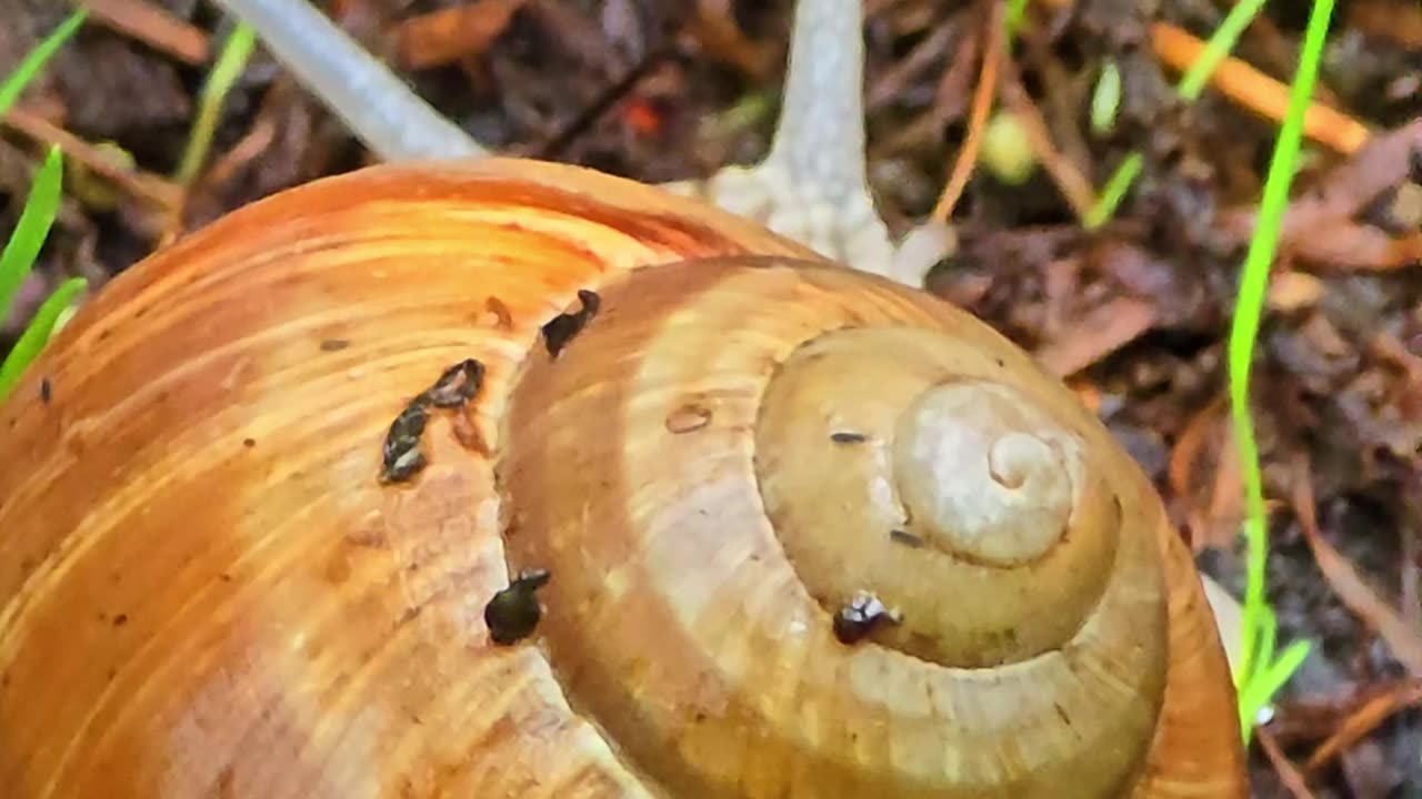 Beautiful snail with house crawls.