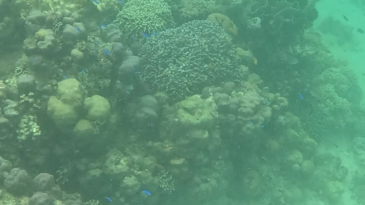 Snorkeling Adventures Philippines. The reef is growing fast, so many new corals, colors, and life!!