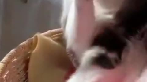 Beautiful Cute Furry Cat