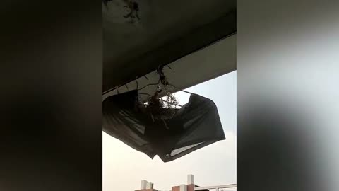 Birds use boy's underwear hanging on balcony as nest in eastern China