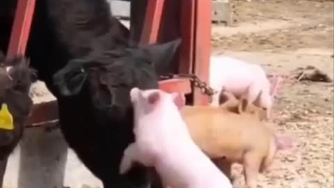 Funny Animals Fails