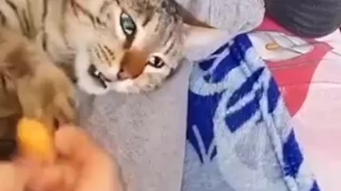 Funny cats