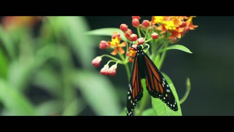 FACTS ABOUT BUTTERFLY