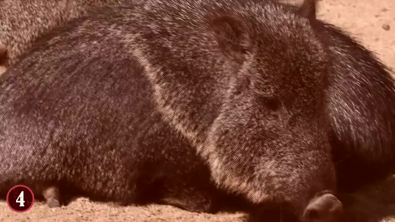 10 Rarest Animals Found On Earth