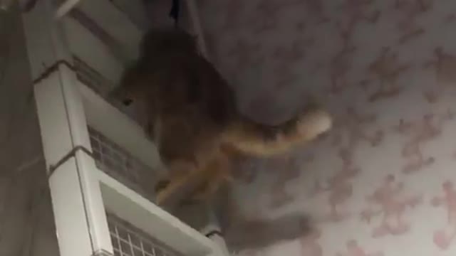 Cat climbing ladder