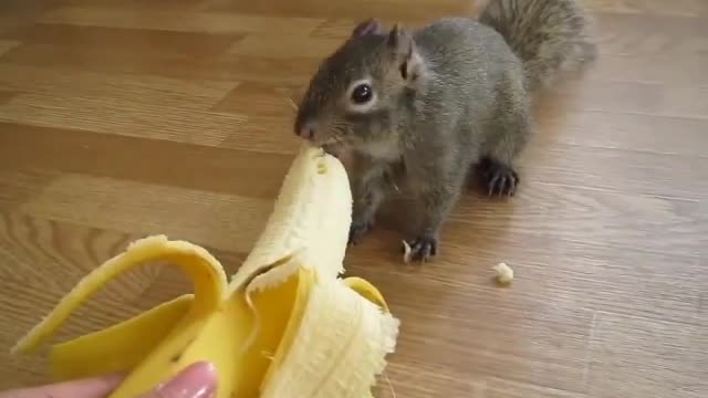 Banana and a squirrel