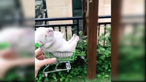 Small little dog going in a small little trolley