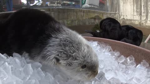 Sea Otter Ice Session