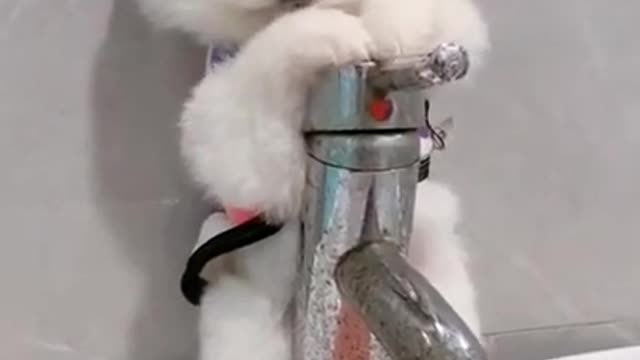 Mini Cute Pomeranian Boo Dogs Funny Tiktok Videos