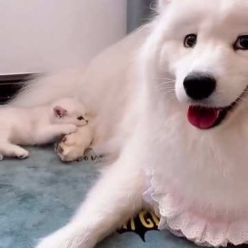 Funny and Cute Cat vs Dogs Videos Compilation 2021_ #08 _ #shorts