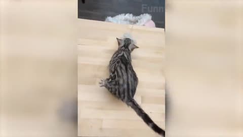 Funniest Cats And Dogs Videos - Best Funny Animal Videos 🤣