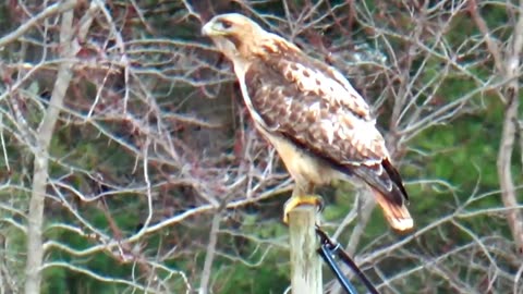 Red-tailed hawk