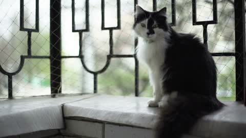 beautiful loving black and white cat. Close up shot