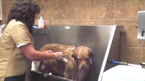 How to Bathe Your Dog : Dog Grooming