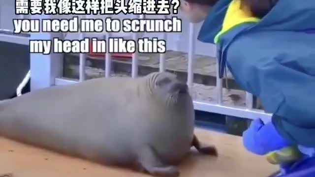 Mr. Seal