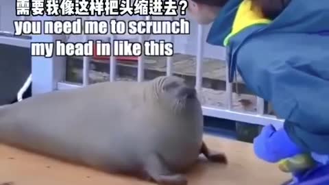 Mr. Seal