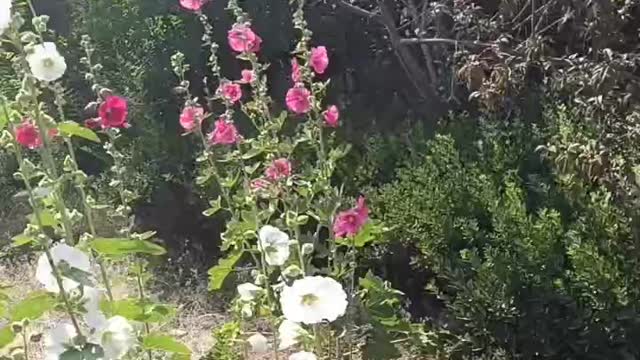 Beautiful scenery in the park