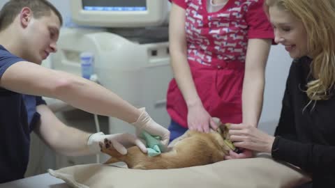 Small dog is being prepared for an operation in a veterinary clinic