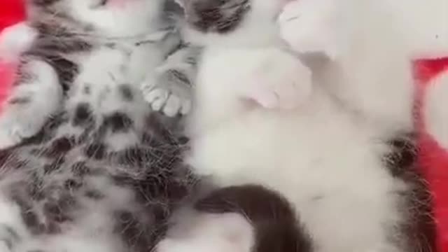 Lovely, cute and funny cat video