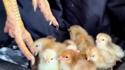 How many chicks are under the hen