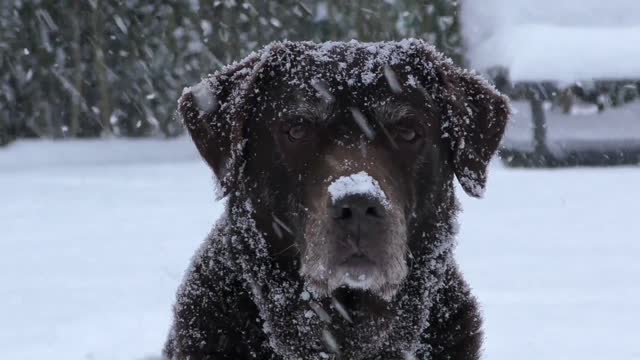 Dog with snow