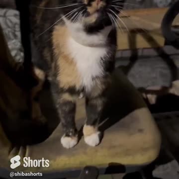 Have You Ever Seen a Cat on a Deer ?