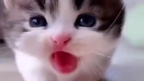 Funniest Videos 2023 😂 Funny Cats 🐱 #cute #cat #short #124