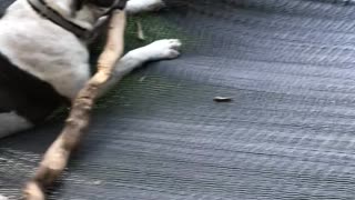 Dog Lives His Best Life on Hammock