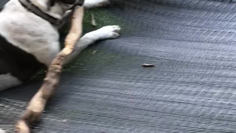 Dog Lives His Best Life on Hammock