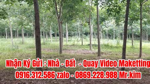 Đất Dầu Tiếng | ngộp EURO 2024 bán gấp 2.7Ha cao su giá rẽ #570