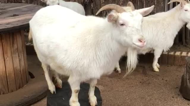 A goat who ignores me.