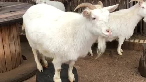 A goat who ignores me.